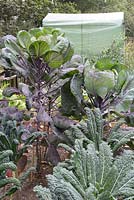 Un potager bio avec Brassica oleracea 'Red Delicious Seeds' et Brassica oleracea 'Nero De Toscana', serre plastique en arrière-plan