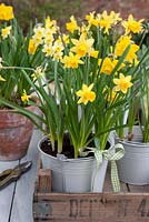 Narcisse en pots sur table en bois inc Narcisse 'Caille' et 'Minnow'