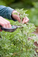 Multiplication de l'absinthe Artemisia absinthium. Prélèvement de boutures sur une plante mature en été.