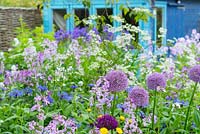 Jardin parterre de fleurs avec alliums et violet de dame avec cabanon peint en bleu en arrière-plan