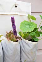 Étape par étape pour planter un porte-chaussures vertical avec des fruits et légumes - étiquetage coloré