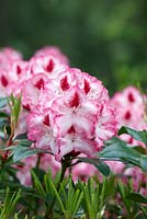Rhododendron 'Charmant d'Hachmann'