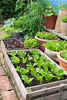 Petit jardin avec assortiment de cultures de salade, d'herbes et de feuilles poussant dans des pots et des pots recyclés.