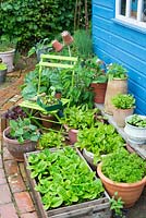 Petit jardin avec collection de légumes cultivés en pot et salade