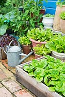 Petit jardin cour avec des légumes en pot et des cultures de salade