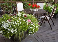 Surface de terrasse en bois avec pots - Pétunia 'Surfinia Baby White', Pelargonium, Carex et Felicia