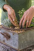 Étape par étape - Création d'un pot de roue d'herbes en utilisant le thym 'Archer's Gold', le thym 'Foxley', le curry - Helichrysum serotinum, Pineapple Mint - Mentha suaveolens 'Variegata' et Salvia officinalis 'Purpurascens'