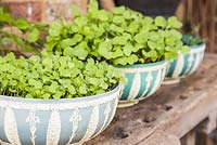 Etape par étape - Développement de la croissance des pois cassés (Pisum sativum), des herbes Microgreen et des radis 'French Breakfast'