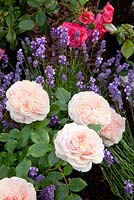 Rosa 'Jardin des roses' avec Lavandula