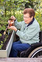 Personnes âgées handicapées femme arrosant les verts d'hiver nouvellement plantés dans un trug de légumes