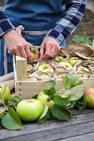 Femme organisant une boîte de pommes récoltées 'Bramley '. Malus domestica