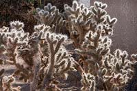 Cylindropuntia echinocarpa - Cholla argenté. Parc national de Joshua Tree, Californie, États-Unis