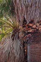 Washingtonia filifera - Parc national de Joshua Tree, Californie, USA