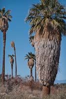 Washingtonia filifera, Joshua Tree National Park, Californie, USA