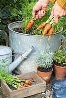 Récolte de carottes 'Royal Chantenay'