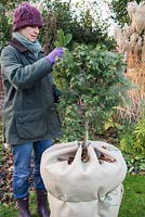 Protection hivernale pour Abutilon. Envelopper le pot avec de la toile de jute chaude, le remplir de feuilles automnales pour l'isolation et recouvrir la plante avec de la toison.