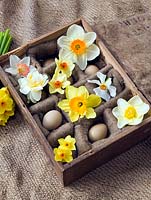 Ancienne boîte à œufs en bois remplie de Narcisse 'Edward Buxton', 'Actaea', 'Fowey', 'Matador', 'Red Devon', 'Camilla', 'White Lion' et 'Golden Dawn '