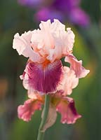 Iris 'Cherry Blossom Song'
