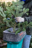 Recyclage d'un arbre de Noël pour le compost. Passer des branches à travers un broyeur de jardin