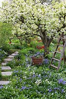 Jardin de printemps avec vieux poirier en fleur. Échelle en bois et panier entouré de plantations de tulipes, hosta, jacinthes et narcisses
