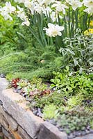 Narcisse 'Silver Chimes' et Sempervivum plantés dans un parterre de mur en pierre sèche. Jardin artisanal: rétablissez-vous bientôt.