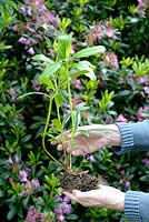 Propagation du rhododendron par stratification - Étape 10 - tige enracinée après retrait