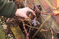 Enlever les feuilles du parterre de Hydrangea anomala subsp. petiolaris