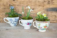 Présentoir à thé décoratif planté de Primula vulgaris, Galanthus nivalis et Myosotis - Oubliez-moi