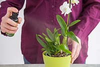 Brumisation d'Orchidée Dendrobium avec une solution spéciale.