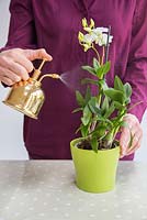 Pulvérisation d'orchidée Dendrobium avec monsieur en laiton.