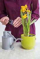Ajouter une formule spéciale d'orchidée à l'eau.