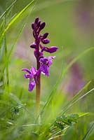 Orchis mascula - Early Purple Orchid.