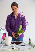 Enlever manuellement le compost d'orchidées