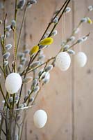 Petits œufs accrochés à des branches de saule discolore