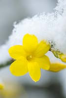Jasminum nudiflorum avec de la neige