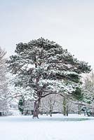 Pinus nigra (pin corse). Arbre mature avec de la neige