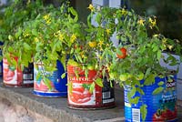 Rangée de tomates cultivées dans des pots de tomates recyclées sur un rebord de fenêtre à Holt Farm. Tomate 'Tumbling Tom'