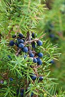 Juniperus communis. Baies de genièvre commun.