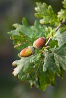 Quercus robur - Glands de chêne pédonculé.