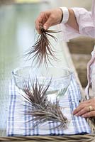 Arroser une plante aérienne - Tillandsia - en la plongeant dans un bol d'eau tiède, puis en secouant l'excès d'eau