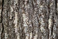 Pinus Nigra Laricio - Écorce de pin de Corse