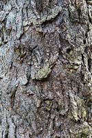 Pinus Nigra Laricio - Écorce de pin de Corse
