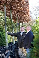Crocus Nursery, Surrey - Arne Maynard et le co-directeur de Crocus Mark Fane vérifient les hêtres de cuivre blanchis pour le jardin des fleurs d'Arne Maynard 2012 Chelsea