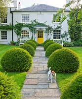 Le jardin de devant avec chemin de pierre, maison avec porte jaune, boules topiaires coupées en if et pesto le chien. Gipsy House, Buckinghamshire