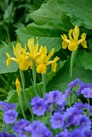 Iris x hollandica. Iris hollandais jaune avec géranium