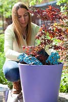 Femme paillant autour d'Acer palmatum nouvellement planté. Plantation d'Acer palmatum en pot.
