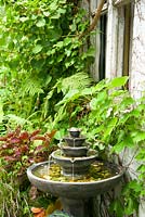 Fontaine de style européen à côté d'une dépendance de studio en stuc. Parthenocissus tricuspidata - lierre de Boston, Solenostemon scutellarioides 'Alabama Sunset' - Coleus commun.