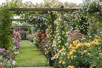 Pergola couverte de roses. Le long jardin, David Austin Roses, Albrighton, Staffordshire.