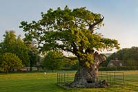 Quercus robur - Chêne antique, West Sussex