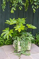 Pot de crème de plantes qui aiment l'ombre, y compris Fatsia japonica, Glechoma hederacea 'Variegata', Hosta 'Wide Brim' et Hosta 'Patriot '.
